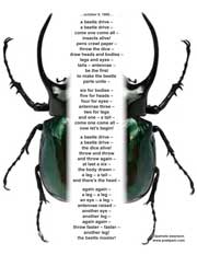 a beetle