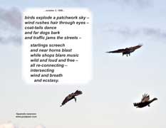 birds explode