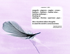 seagulls - pigeons