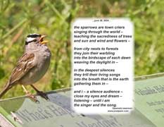 the sparrows are