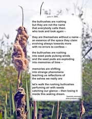 the bullrushes are