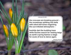 the crocuses are