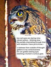 two owl eyes